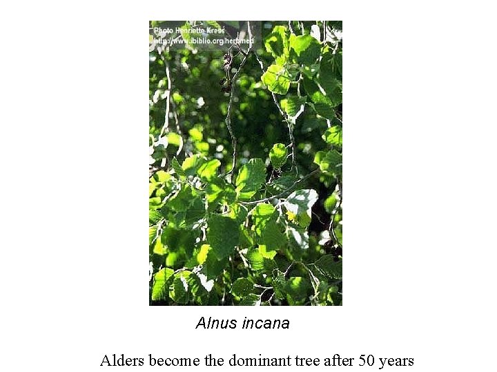 Alnus incana Alders become the dominant tree after 50 years 