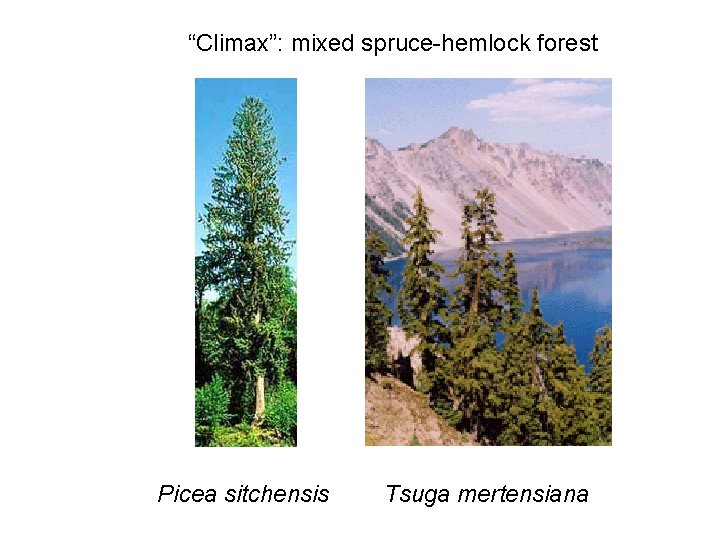 “Climax”: mixed spruce-hemlock forest Picea sitchensis Tsuga mertensiana 