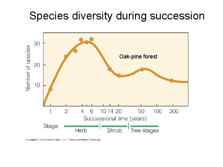 Species diversity during succession Oak-pine forest 
