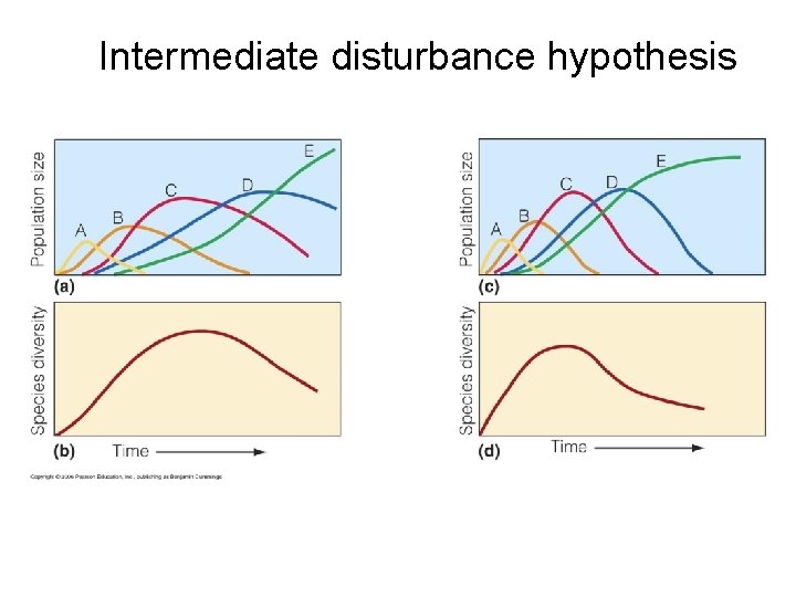 Intermediate disturbance hypothesis 