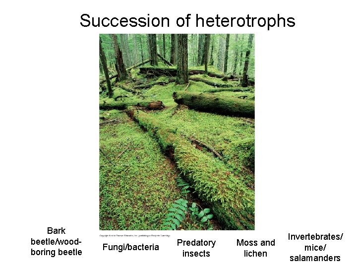 Succession of heterotrophs Bark beetle/woodboring beetle Fungi/bacteria Predatory insects Moss and lichen Invertebrates/ mice/