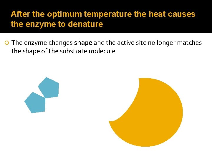 After the optimum temperature the heat causes the enzyme to denature The enzyme changes