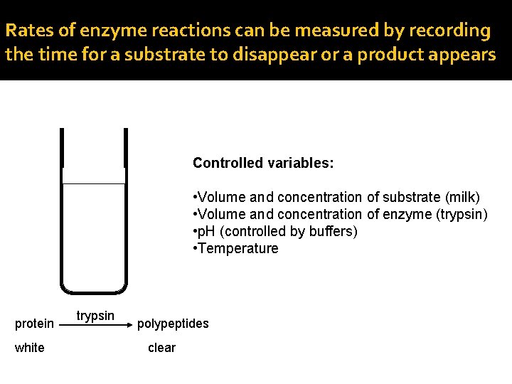 Rates of enzyme reactions can be measured by recording the time for a substrate