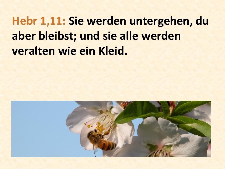 Hebr 1, 11: Sie werden untergehen, du aber bleibst; und sie alle werden veralten