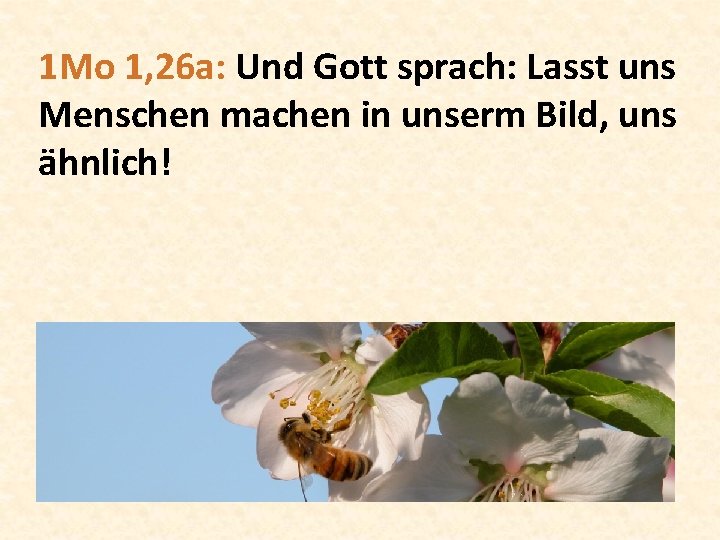 1 Mo 1, 26 a: Und Gott sprach: Lasst uns Menschen machen in unserm