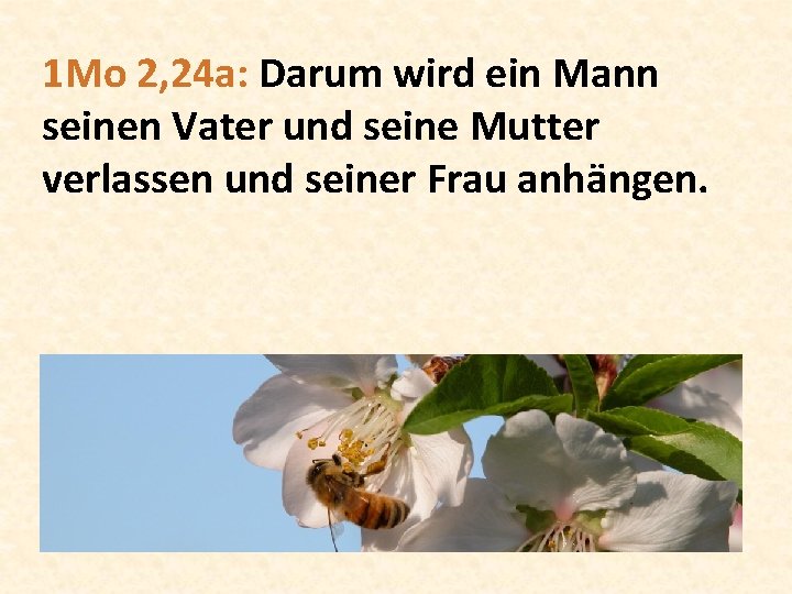 1 Mo 2, 24 a: Darum wird ein Mann seinen Vater und seine Mutter