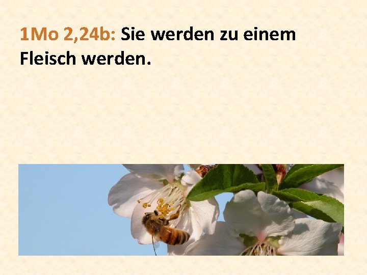 1 Mo 2, 24 b: Sie werden zu einem Fleisch werden. 