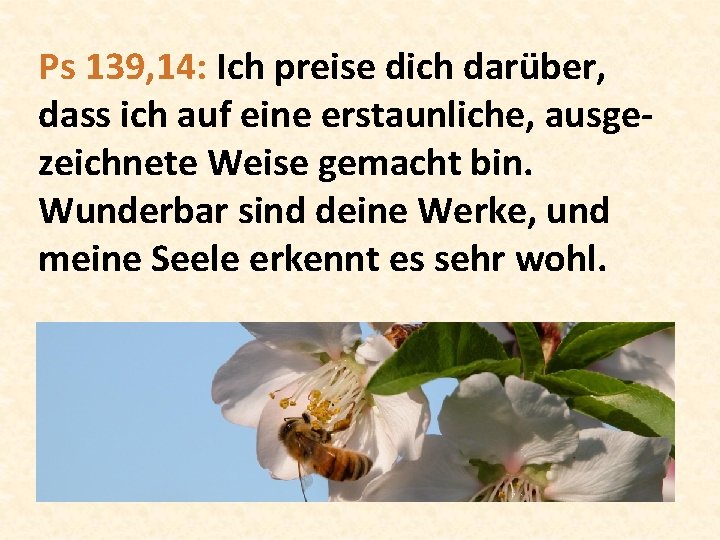 Ps 139, 14: Ich preise dich darüber, dass ich auf eine erstaunliche, ausgezeichnete Weise