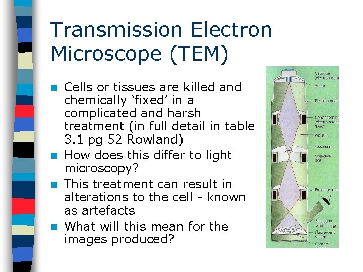 Transmission Electron Microscope (TEM) Cells or tissues are killed and chemically ‘fixed’ in a
