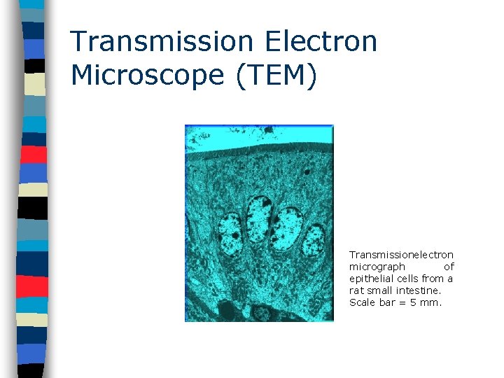 Transmission Electron Microscope (TEM) Transmissionelectron micrograph of epithelial cells from a rat small intestine.