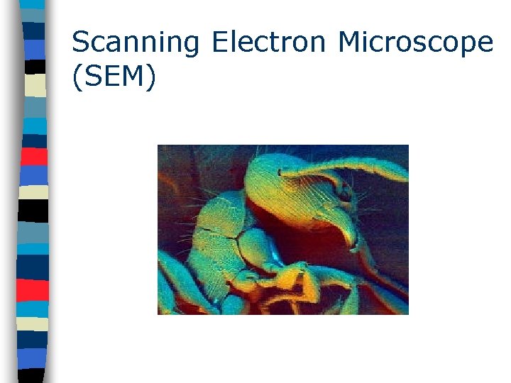 Scanning Electron Microscope (SEM) 