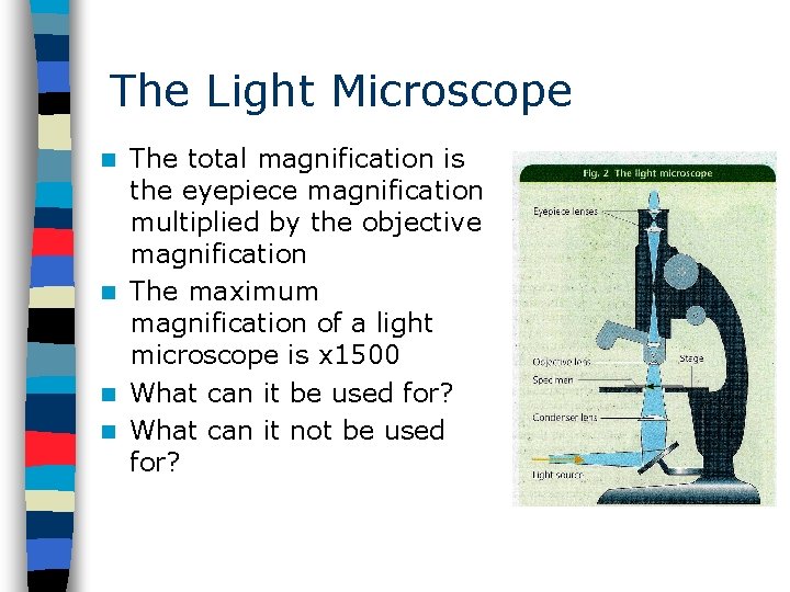 The Light Microscope The total magnification is the eyepiece magnification multiplied by the objective
