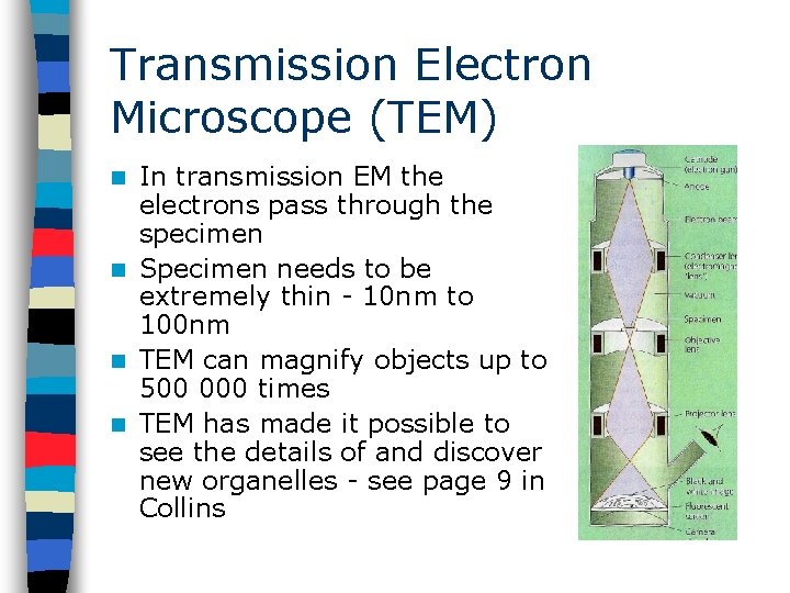 Transmission Electron Microscope (TEM) In transmission EM the electrons pass through the specimen n