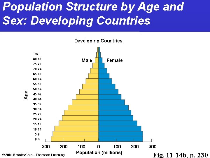 Population Structure by Age and Sex: Developing Countries 85+ 80 -85 Male 75 -79