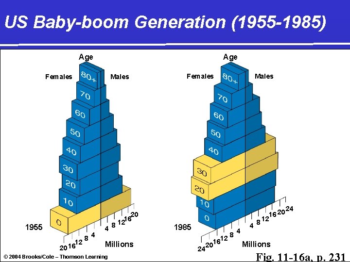 US Baby-boom Generation (1955 -1985) Age Females Males 1955 12 16 20 8 4