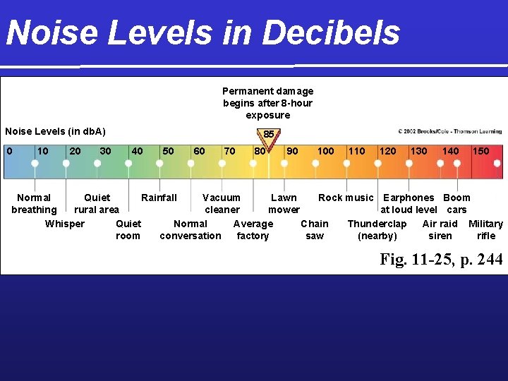 Noise Levels in Decibels Permanent damage begins after 8 -hour exposure Noise Levels (in