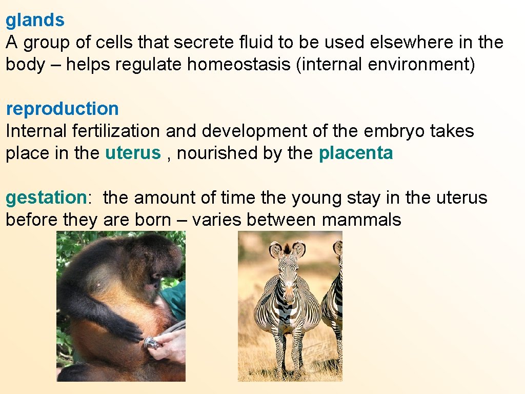 glands A group of cells that secrete fluid to be used elsewhere in the