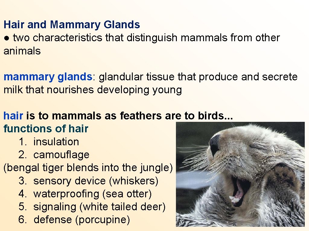 Hair and Mammary Glands ● two characteristics that distinguish mammals from other animals mammary