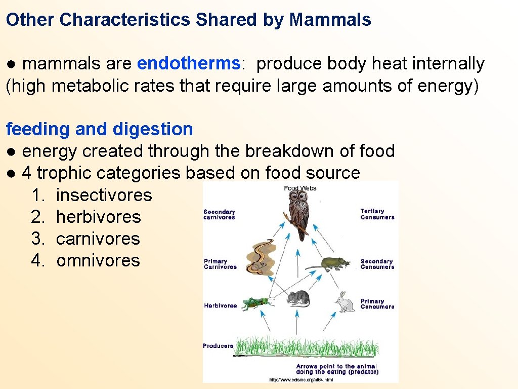 Other Characteristics Shared by Mammals ● mammals are endotherms: produce body heat internally (high