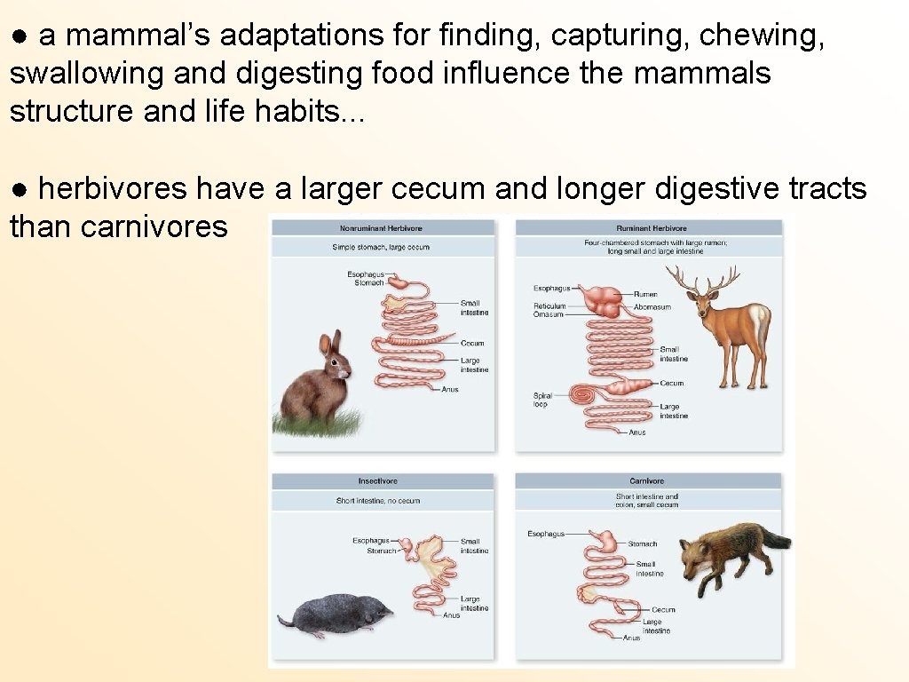 ● a mammal’s adaptations for finding, capturing, chewing, swallowing and digesting food influence the