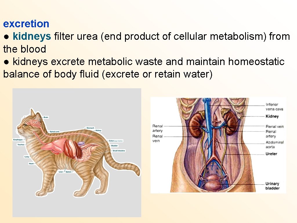 excretion ● kidneys filter urea (end product of cellular metabolism) from the blood ●