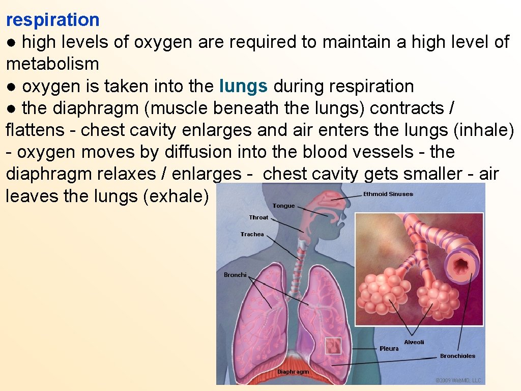 respiration ● high levels of oxygen are required to maintain a high level of