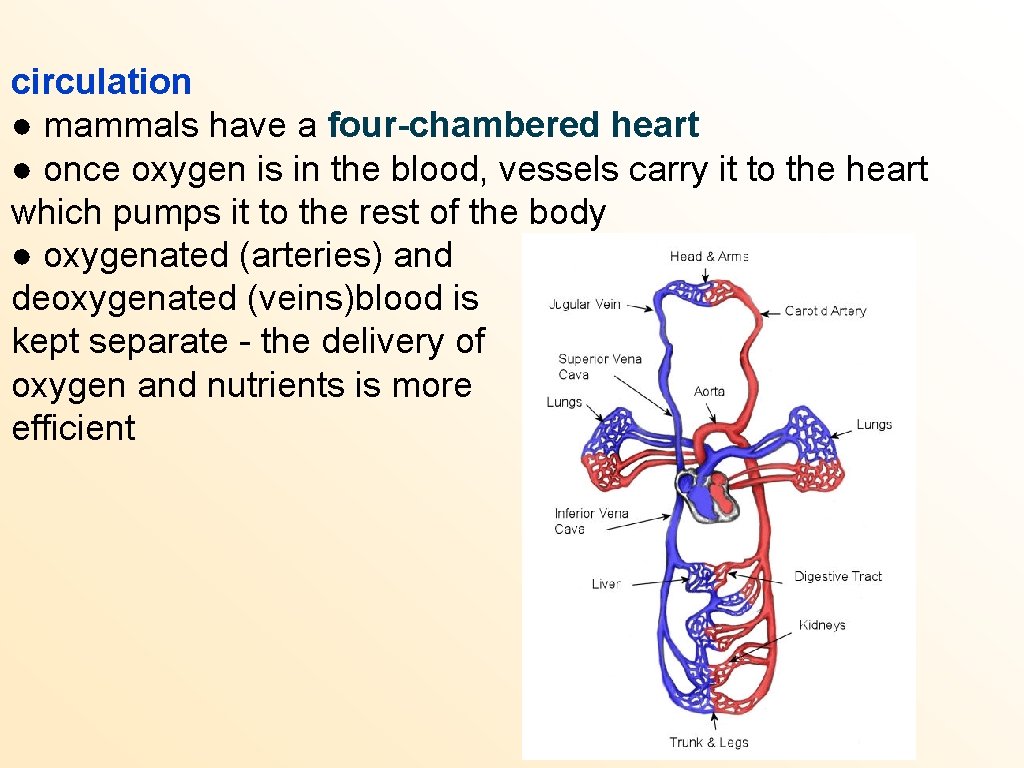 circulation ● mammals have a four-chambered heart ● once oxygen is in the blood,