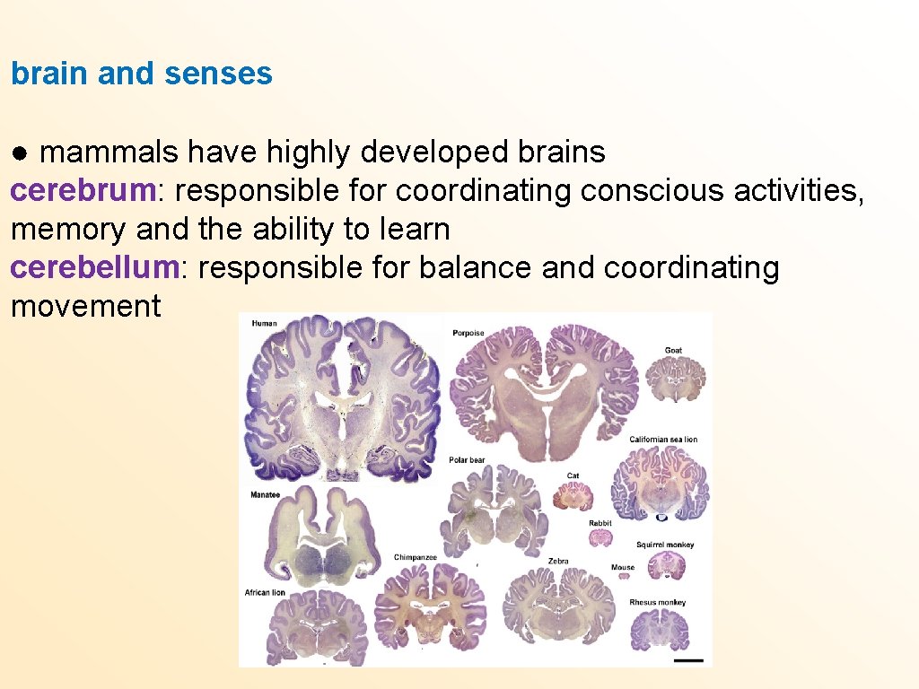 brain and senses ● mammals have highly developed brains cerebrum: responsible for coordinating conscious