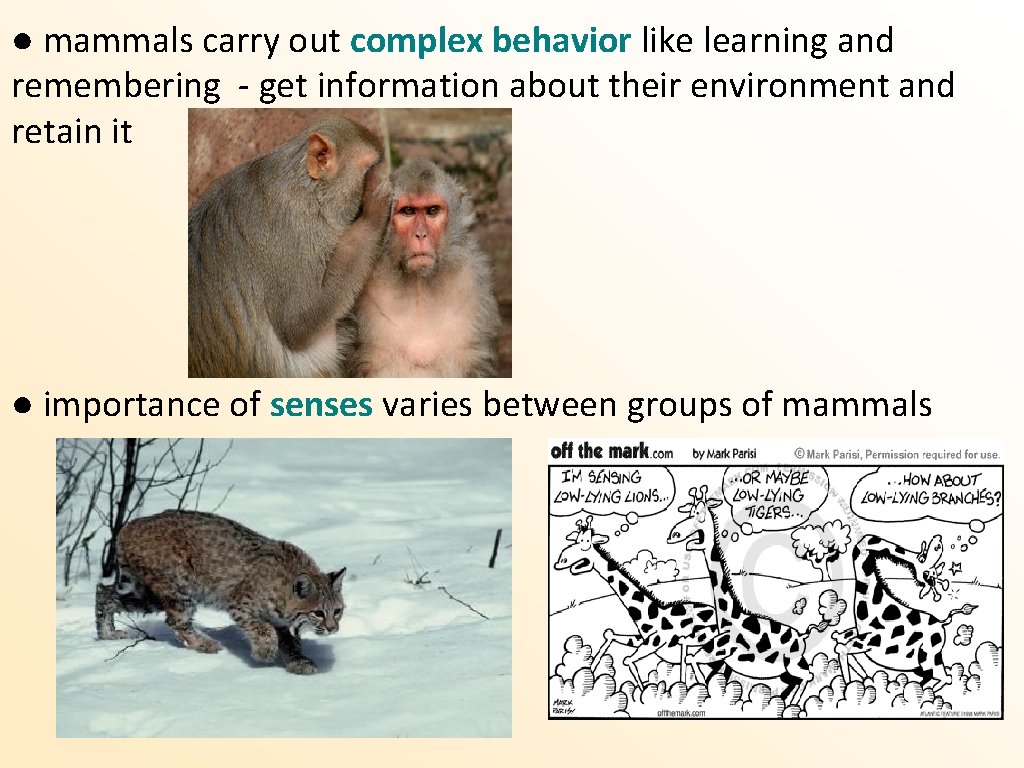 ● mammals carry out complex behavior like learning and remembering - get information about