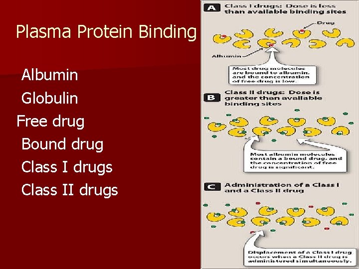 Plasma Protein Binding Albumin Globulin Free drug Bound drug Class I drugs Class II