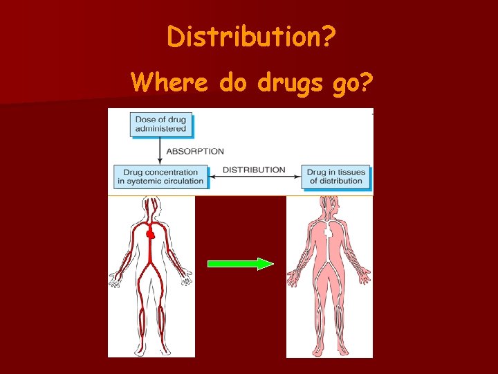 Distribution? Where do drugs go? 