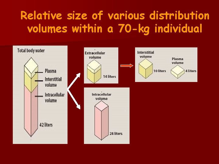 Relative size of various distribution volumes within a 70 -kg individual 