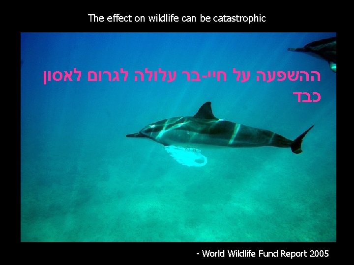 The effect on wildlife can be catastrophic בר עלולה לגרום לאסון - ההשפעה על