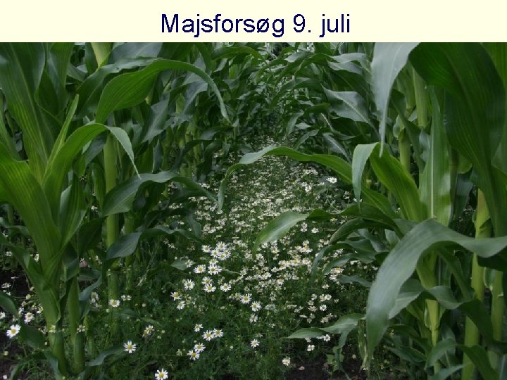 Majsforsøg 9. juli 