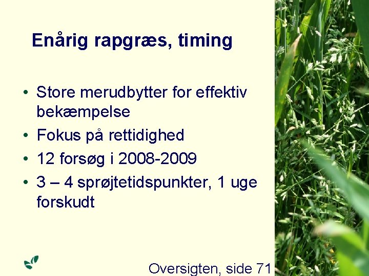 Enårig rapgræs, timing • Store merudbytter for effektiv bekæmpelse • Fokus på rettidighed •
