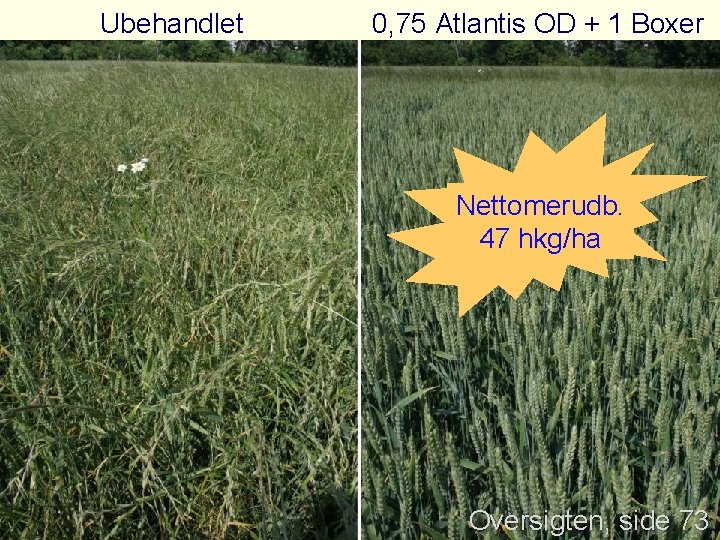 Ubehandlet 0, 75 Atlantis OD + 1 Boxer Nettomerudb. 47 hkg/ha Oversigten, side 73