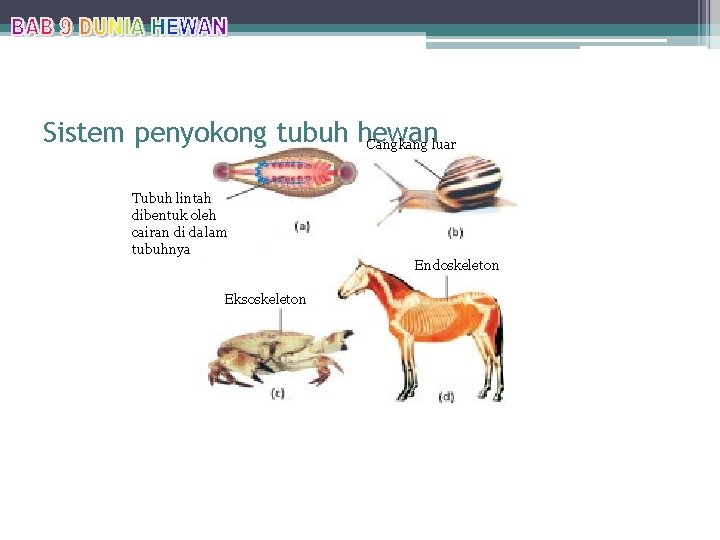 Sistem penyokong tubuh hewan Cangkang luar Tubuh lintah dibentuk oleh cairan di dalam tubuhnya