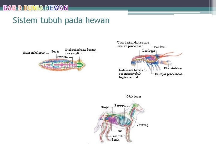 Sistem tubuh pada hewan Saluran kelamin Usus bagian dari sistem saluran pencernaan Otak kecil