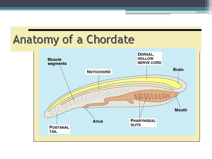 Anatomy of a Chordate 