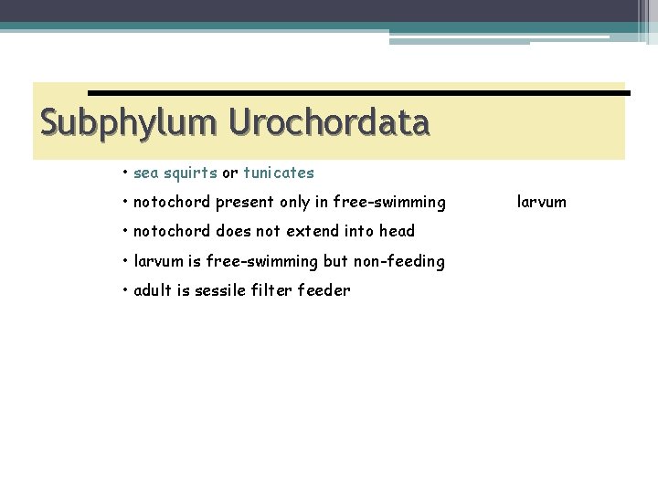Subphylum Urochordata • sea squirts or tunicates • notochord present only in free-swimming •