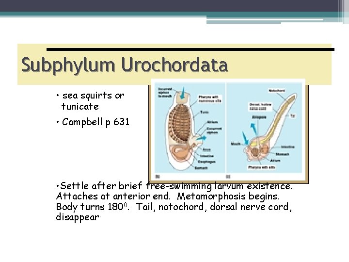 Subphylum Urochordata • sea squirts or tunicate • Campbell p 631 • Settle after