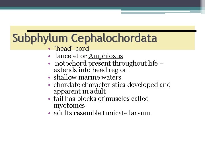 Subphylum Cephalochordata • “head” cord • lancelet or Amphioxus • notochord present throughout life