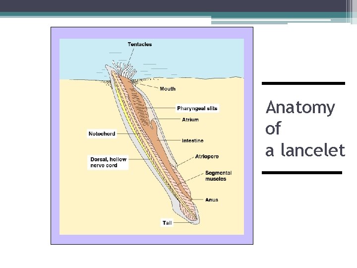 Anatomy of a lancelet 