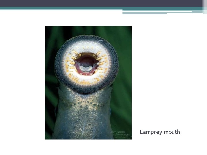 Lamprey mouth 