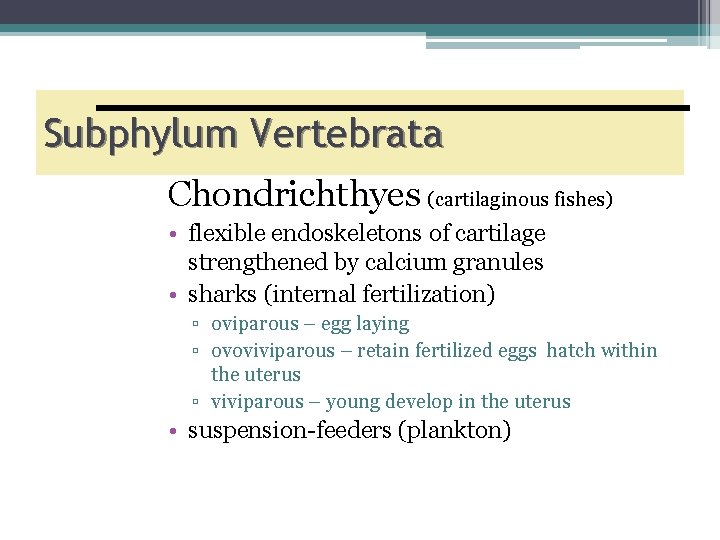 Subphylum Vertebrata Chondrichthyes (cartilaginous fishes) • flexible endoskeletons of cartilage strengthened by calcium granules