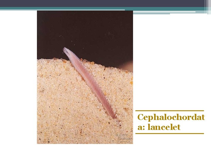 Cephalochordat a: lancelet 