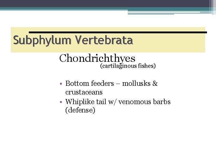 Subphylum Vertebrata Chondrichthyes (cartilaginous fishes) • Bottom feeders – mollusks & crustaceans • Whiplike