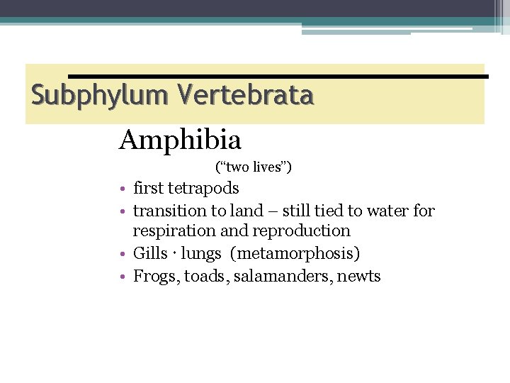 Subphylum Vertebrata Amphibia (“two lives”) • first tetrapods • transition to land – still