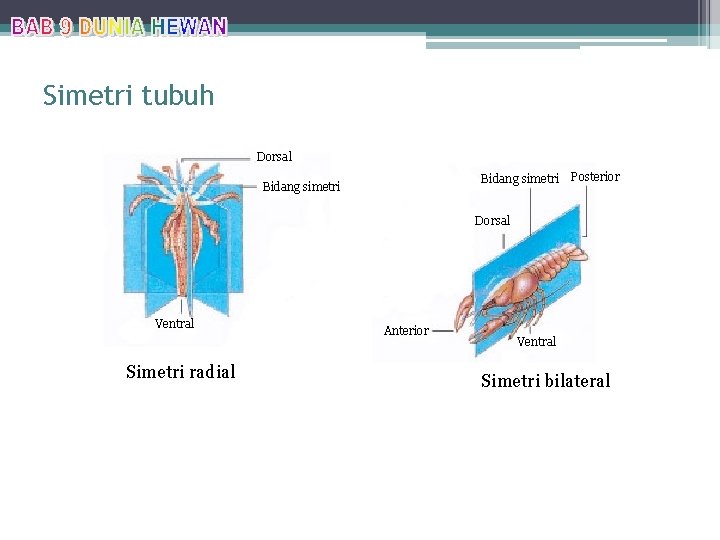 Simetri tubuh Dorsal Bidang simetri Posterior Dorsal Ventral Simetri radial Anterior Ventral Simetri bilateral