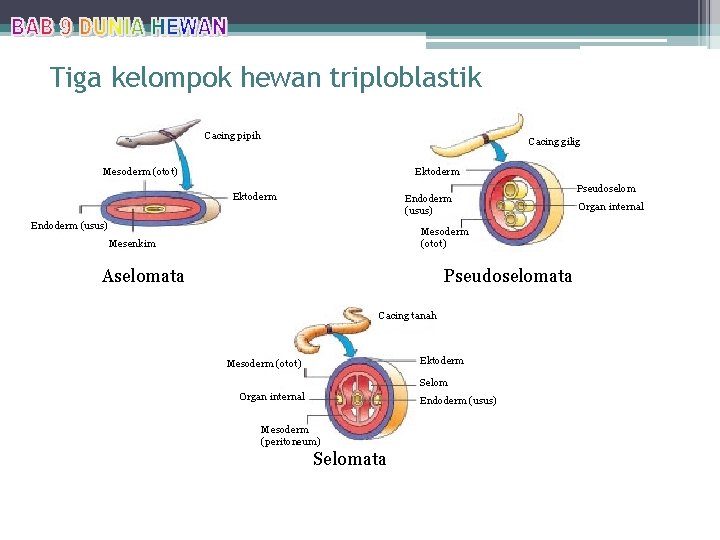 Tiga kelompok hewan triploblastik Cacing pipih Cacing gilig Mesoderm (otot) Ektoderm Endoderm (usus) Mesoderm